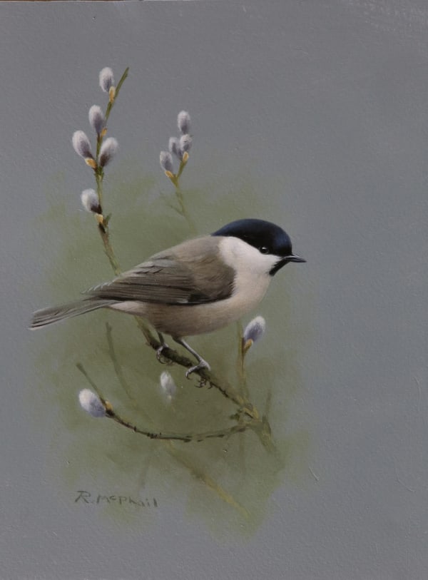 Rodger McPhail , Marsh Tit