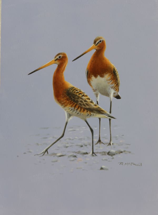 Rodger McPhail , Godwits