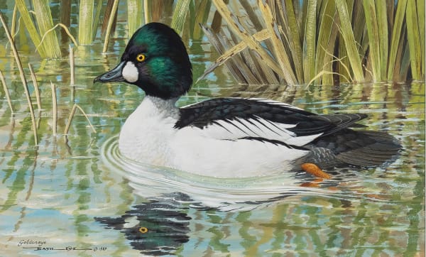 Basil Ede , Goldeneye
