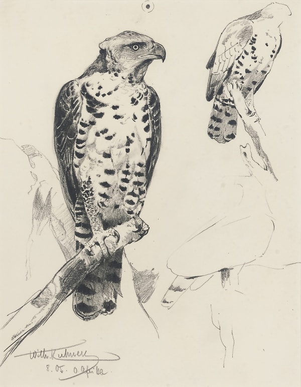 African Crowned Eagle