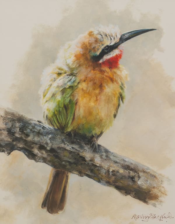 Young white fronted bee-eater