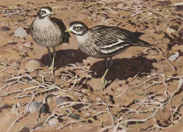 Stone curlews in the Breckland