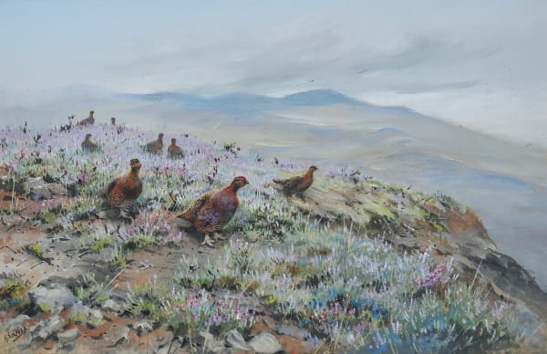 Grouse in heather