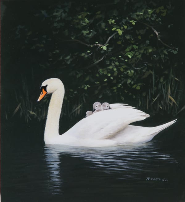 Rodger McPhail , Swan and cygnets