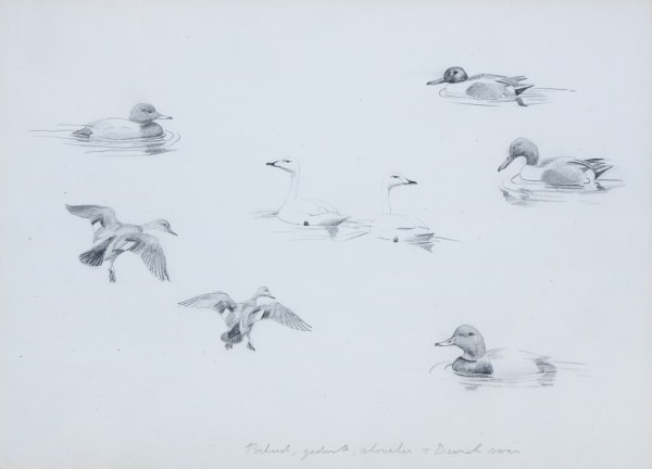 Pochard, Gadwell, Shoveler and Beswick Swan