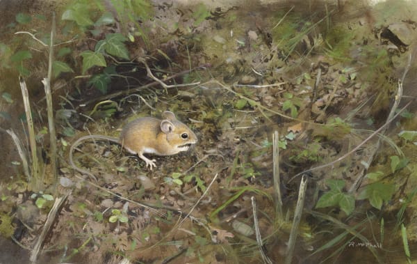 Rodger McPhail, Woodmouse