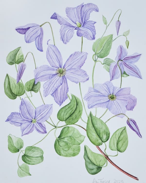 Clematis 'Prince Charles'