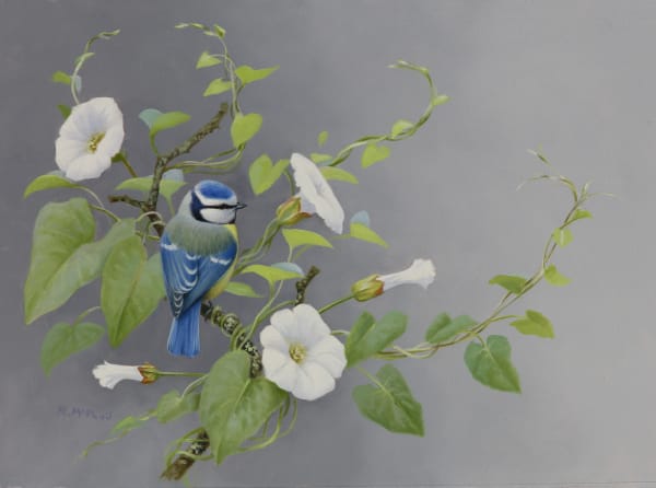 Rodger McPhail , Blue Tit