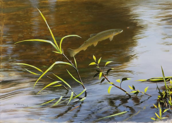 Rodger McPhail , Rising Trout