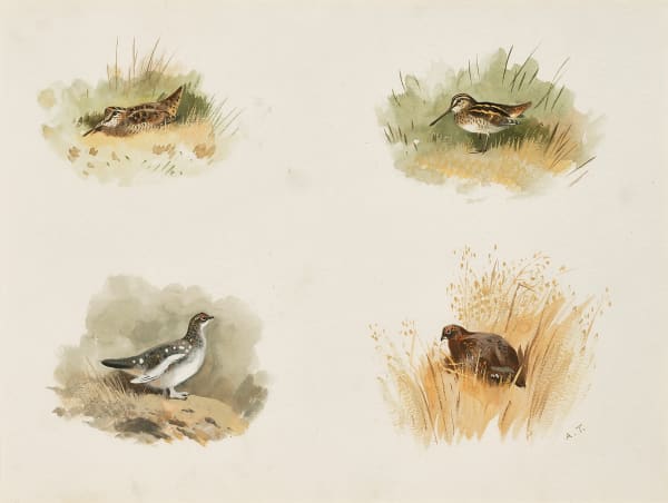 Studies of a Woodcock; a Snipe; a Ptarmigan and a Grouse