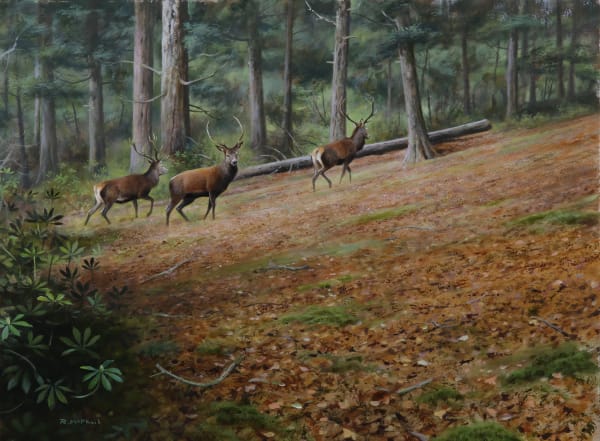 Rodger McPhail , Woodland Stags