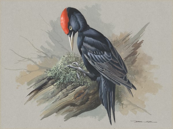 Great black woodpecker