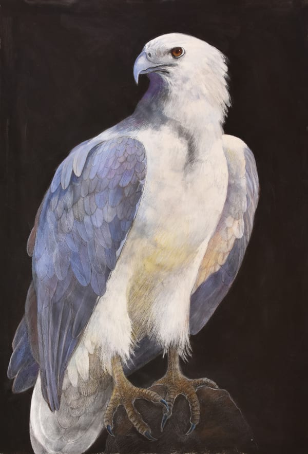 White-breasted Sea-Eagle