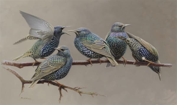 Rodger McPhail, Starlings