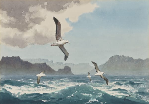 Wandering Albatross of the Cape