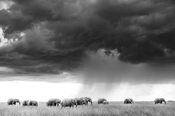 Harry Blakey , Storm elephants