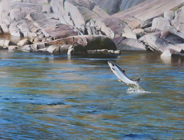 Rodger McPhail , Leaping salmon