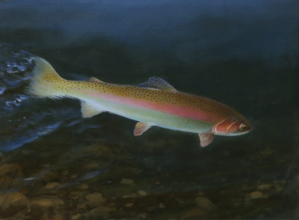 Rodger McPhail, Rainbow trout