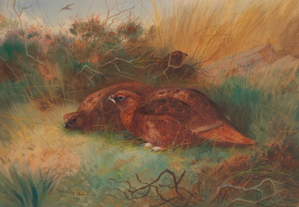 Archibald Thorburn , Grouse in cover