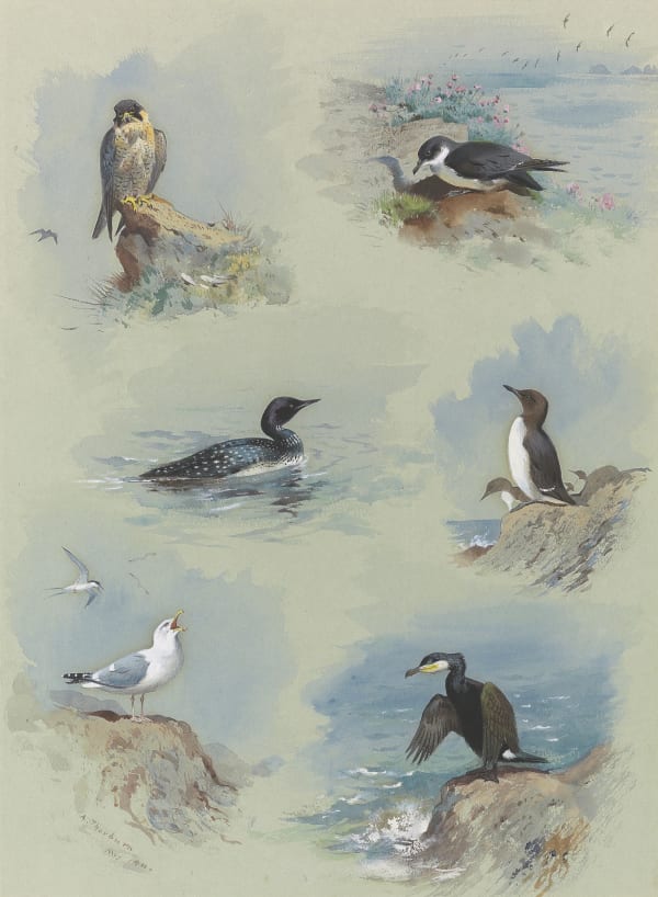 Birds of the British Isles Vignettes II: Peregrine Falcon, Great Northern Diver, Herring Gull, Shearwater, Guillemot and Cormorant