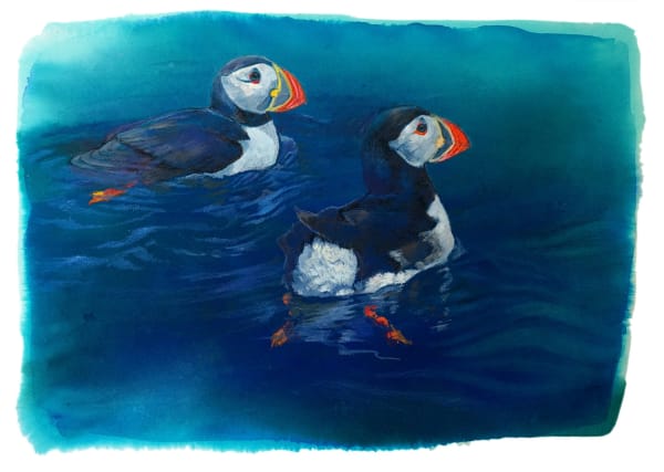 Puffins in the sea