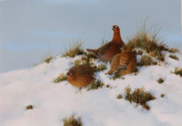 Grouse in the snow