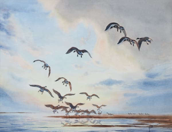 Brent geese alighting
