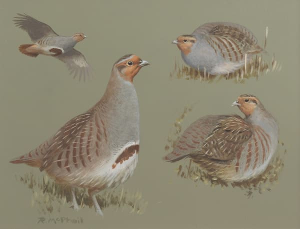 Partridge studies