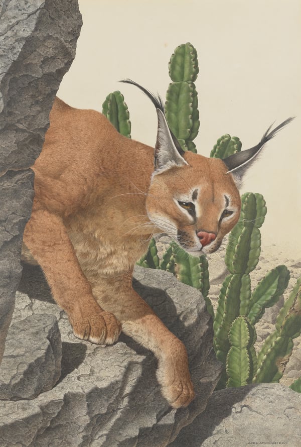 Caracal