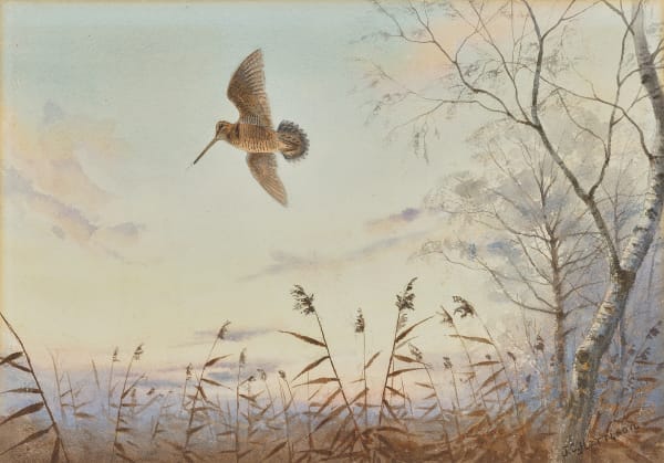 Woodcock evening