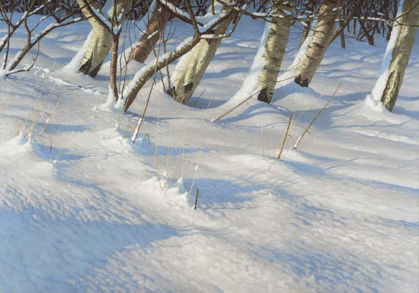 Snowy birches and ermine
