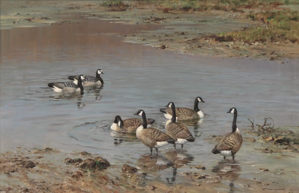 Geese