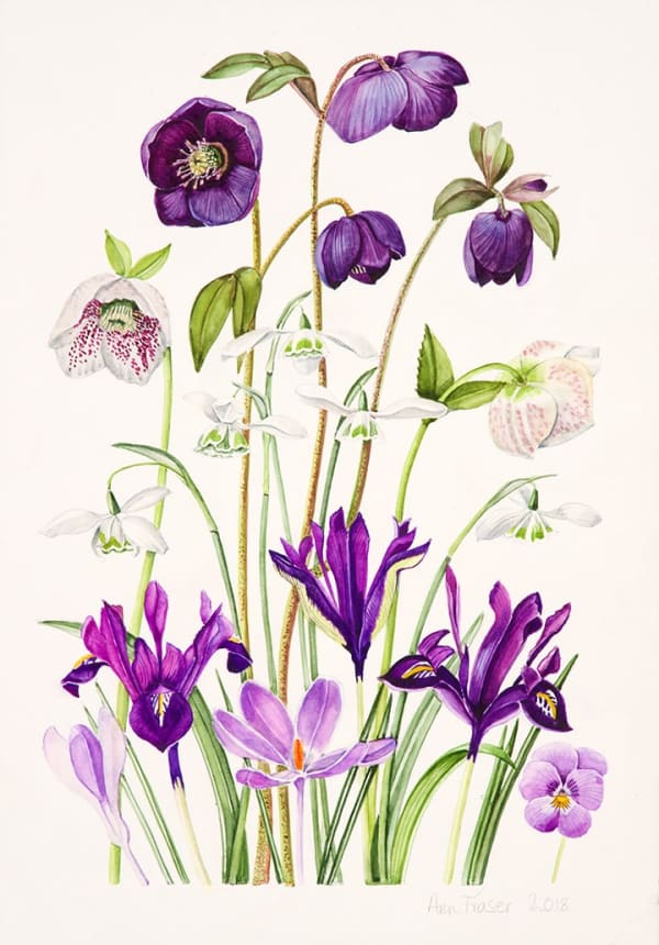 Ann Fraser, Purple Spring