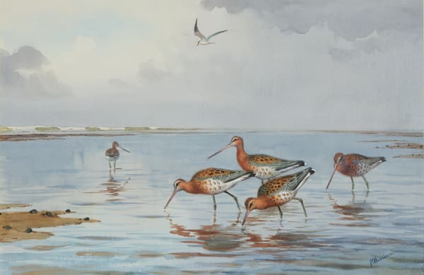 Black tailed Godwits