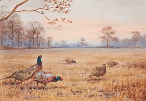 Pheasants