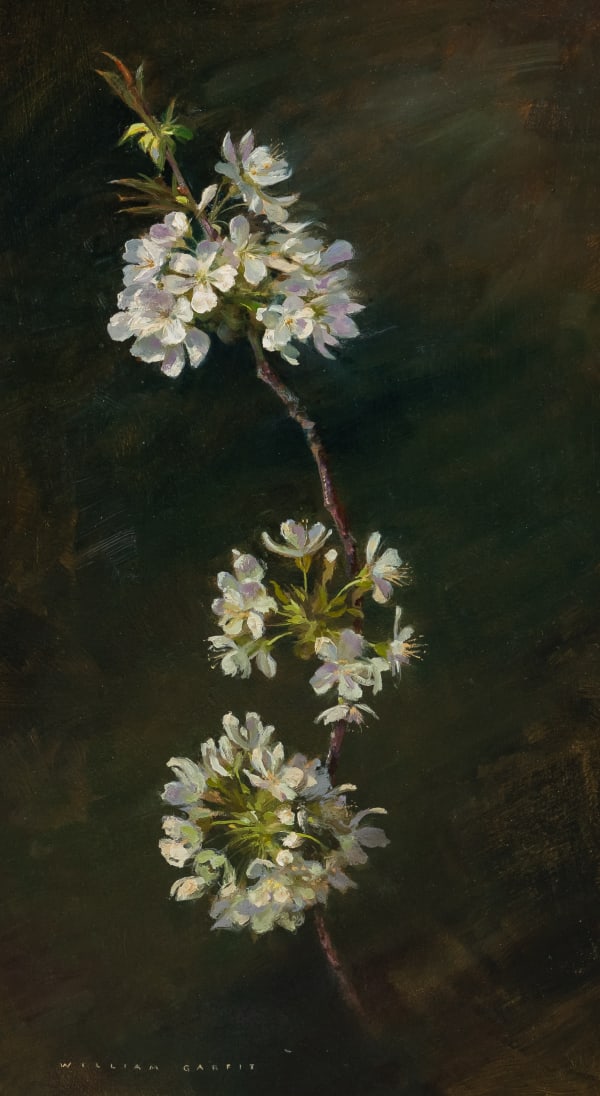 William Garfit , Wild Cherry blossom, Prunus avium