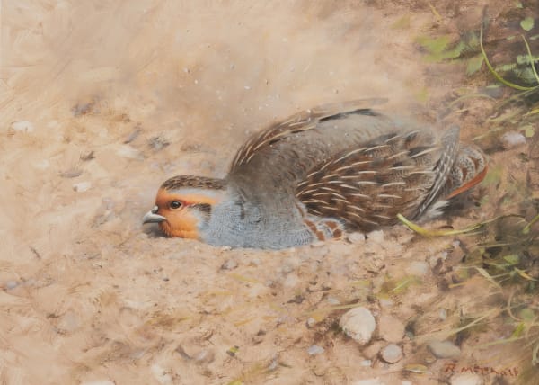 Rodger McPhail , Partridge dust bathing