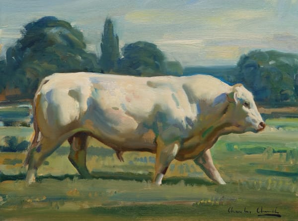 Charles Church, Charolais Bull