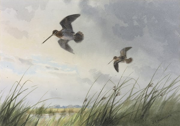 Snipe over the marshes