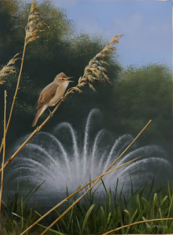Rodger McPhail , Reed Warbler in St. James's Park