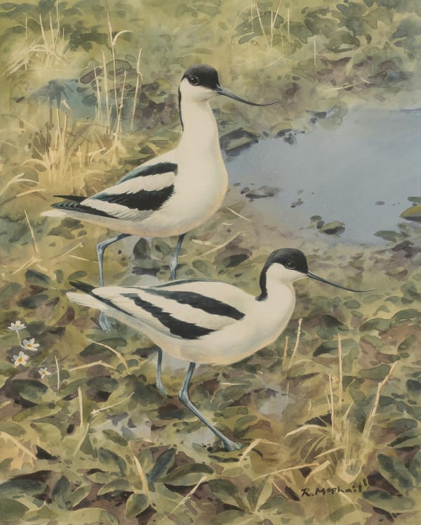 Avocets