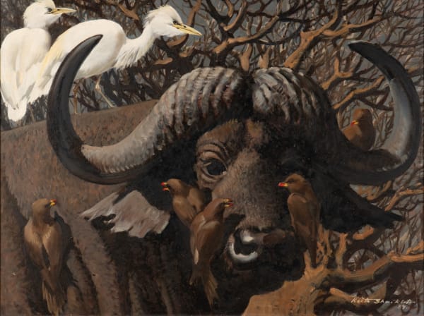 Cape buffalo ridden by egret and oxpeckers, 1967