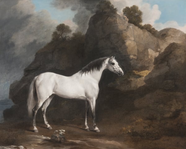 Gregory's Grey Arabian, later Rycote Arabian