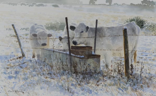 English whites on Weavers Down