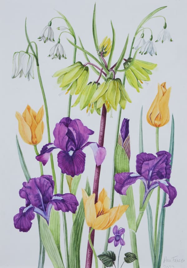 Ann Fraser, Fritillaria raddeana, early dwarf iris, species tulips and leucojiums