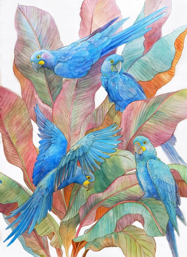 Emma Faull , Lear's Macaws