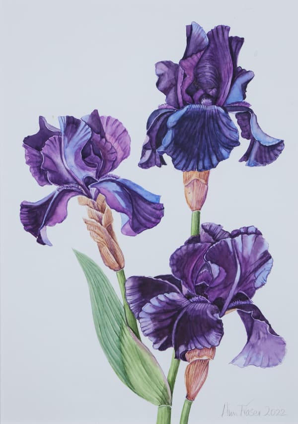 Tall bearded iris 'Superstition'