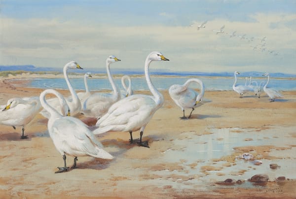Whooper Swans on the shore