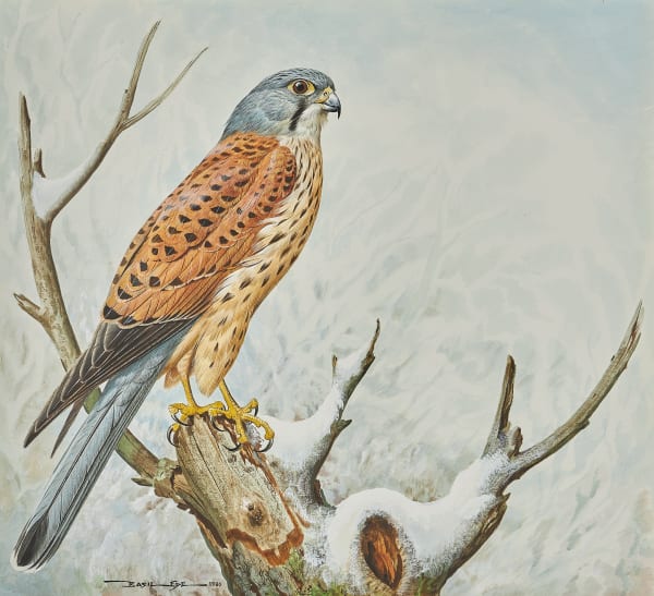 Male Kestrel (Falco tinnunculus)