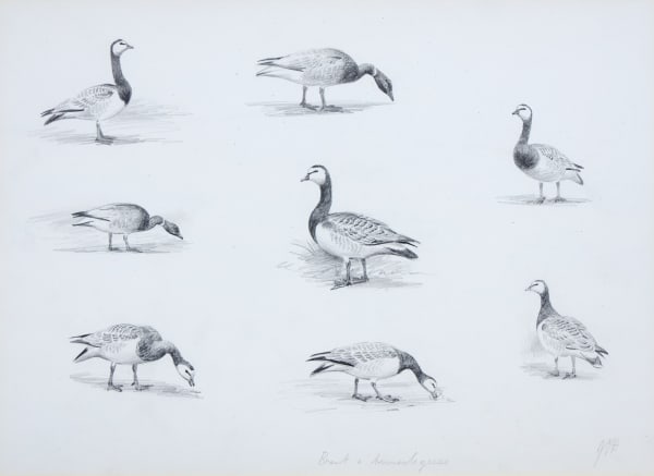 Brent and Barnacle Geese